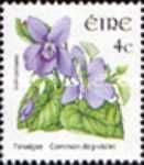 Common Dog Violet (Viola riviniana)
