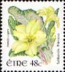 Primrose (Primula vulgaris)