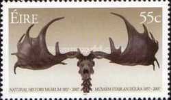 Skull of a Giant Elk