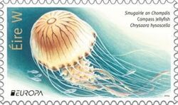 Compass Jellyfish (Chrysaora hysoscella)