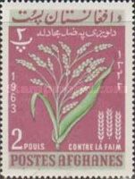 Rice (Oryza sativa)
