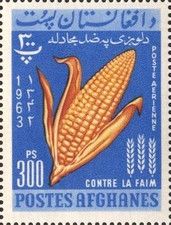 Corn (Zea mays)
