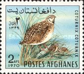 Common Quail (Coturnix coturnix)