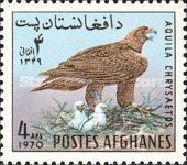 Golden Eagle (Aquila chrysaetos)