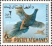 Common Pheasant (Phasianus colchicus)