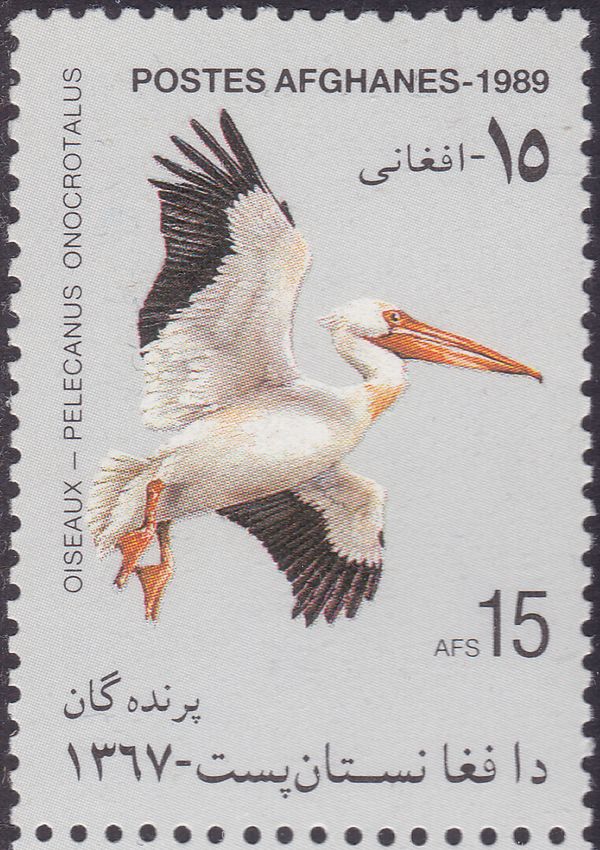 Great White Pelican (Pelecanus onocrotalus)