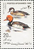 Red-crested Pochard (Netta rufina)
