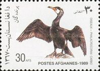 Great Cormorant (Phalacrocorax carbo)