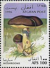 Slippery Jack (Suillus luteus)