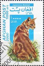 Japanese Bobtail (Felis silvestris catus)