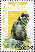 Persian (Felis silvestris catus)