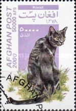 Korat Cat (Felis silvestris catus)