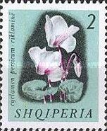 Persian Cyclamen (Cyclamen persicum)
