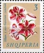 Trumpet Lily (Lilium aurelianense)