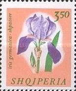 Iris (Iris germanica)