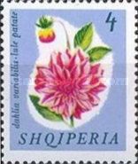 Garden Dahlia (Dahlia pinnata)