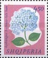 French Hydrangea (Hydrangea macrophylla)