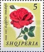 Hybrid Tea Rose (Rosa spp.)