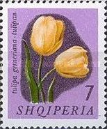 Didier's Tulip (Tulipa gesneriana)
