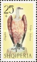 Griffon Vulture (Gyps fulvus)