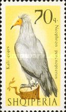 Egyptian Vulture (Neophron percnopterus)
