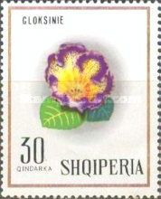 Gloxinia (Sinningia speciosa)
