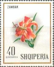 Orange Lily (Lilium bulbiferum)