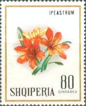 Amaryllis (Hippeastrum sp.)