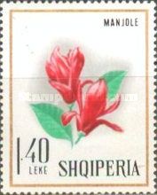 Saucer Magniola (Magnolia soulangeana)