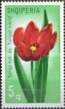 Tulip
