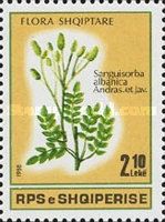 Burnet (Sanguisorba albanica)