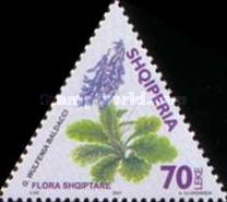 Albanian Wulfenia (Wulfenia baldacci)
