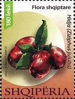 Jujube (Ziziphus jujuba)