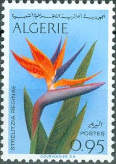 Bird of Paradise (Strelitzia reginae)