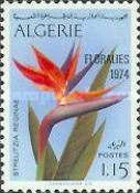 Bird of Paradise (Strelitzia reginae)