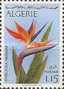 Bird of Paradise (Strelitzia reginae)