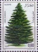 Algerian Fir (Abies numidica)