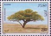 Umbrella thorn acacia (Acacia tortilis)