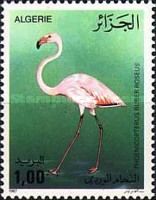 Greater Flamingo (Phoenicopterus ruber roseus)