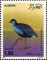 Western Swamphen (Porphyrio porphyrio)
