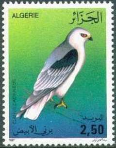Black-winged Kite (Elanus caeruleus)