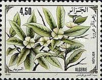 The Medlar Tree (Eriobotrya Japonica)
