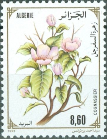 The Quince Tree (Cydonia Oblonga)