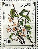 The Apricot Tree (Prunus Armeniaca)
