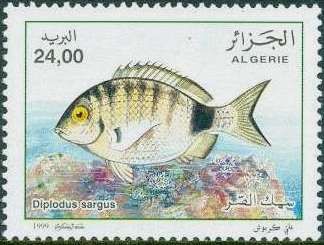 White Seabream (Diplodus sargus)
