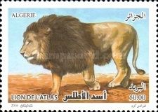 Barbary lion (Panthera leo leo)