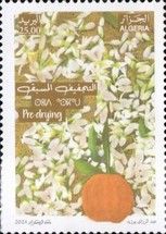 Drying Blossoms