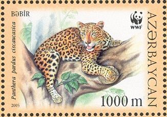 Caucasian Leopard (Panthera pardus ciscaucasica)