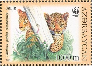 Caucasian Leopard (Panthera pardus ciscaucasica)