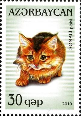 Burman (Felis silvestris catus)